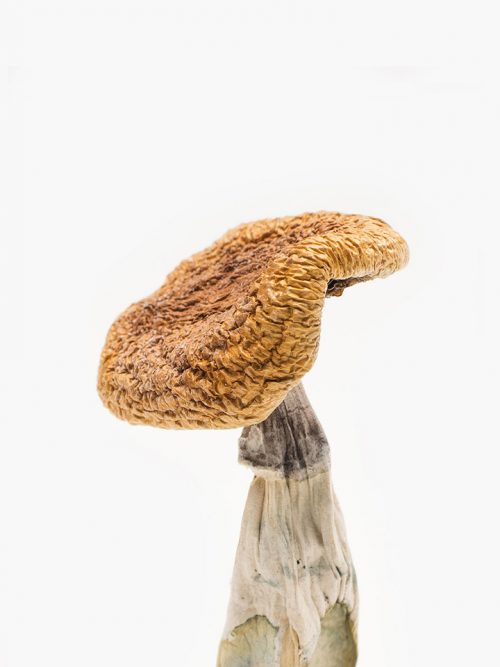 Buy Golden Teacher Mushroom Online